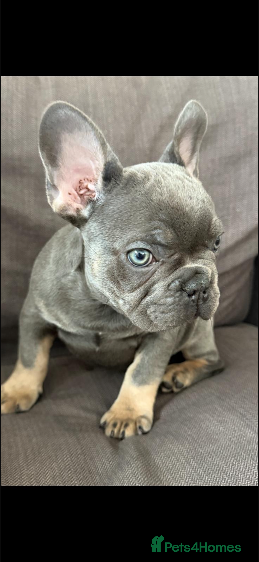 French Bulldog dogs for sale: Stunning French bulldog puppies  - Image 3