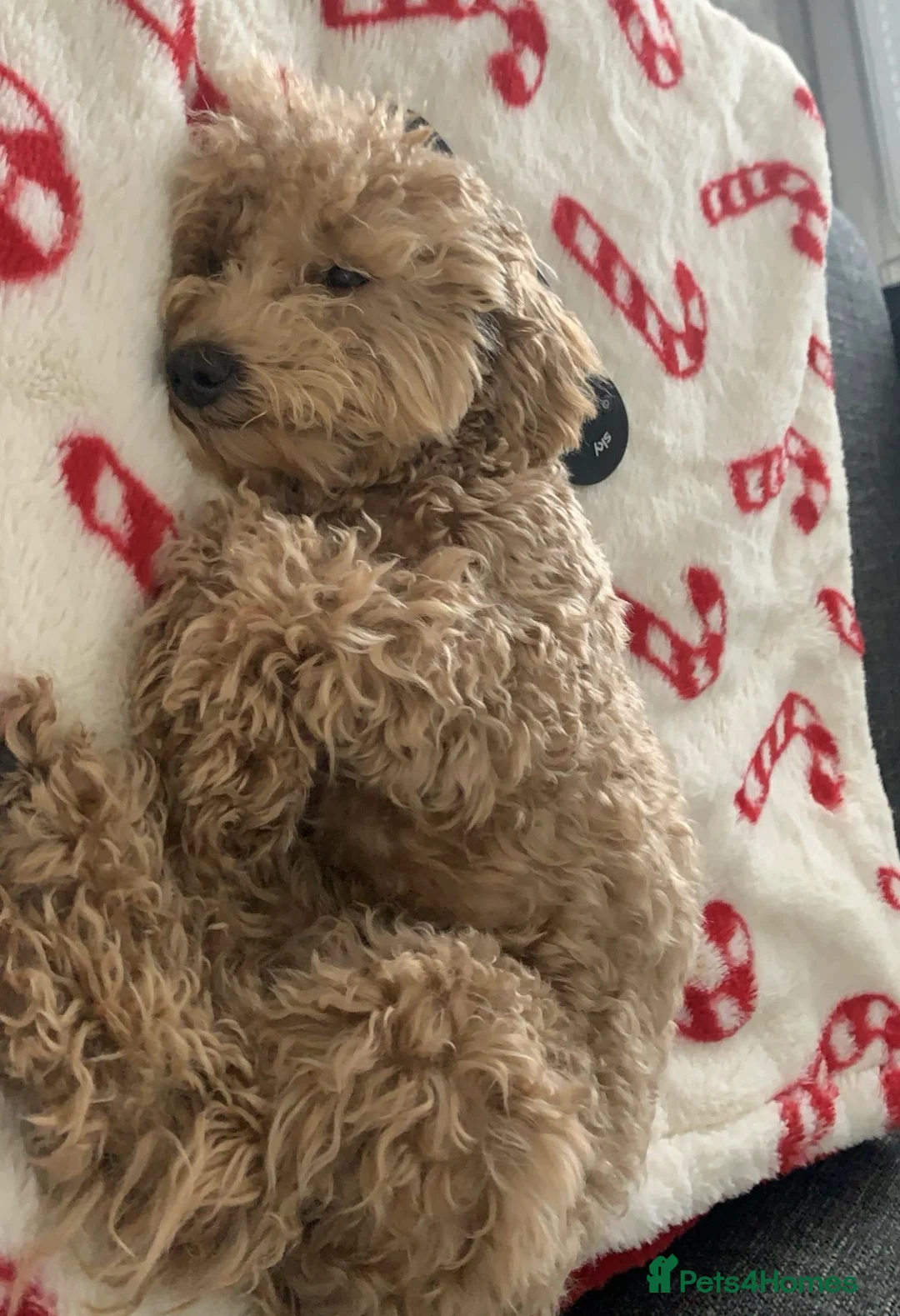 Poochon dogs for sale: DUE 04/03/2026 Beautiful poochon cross toy poodle  - Advert 2