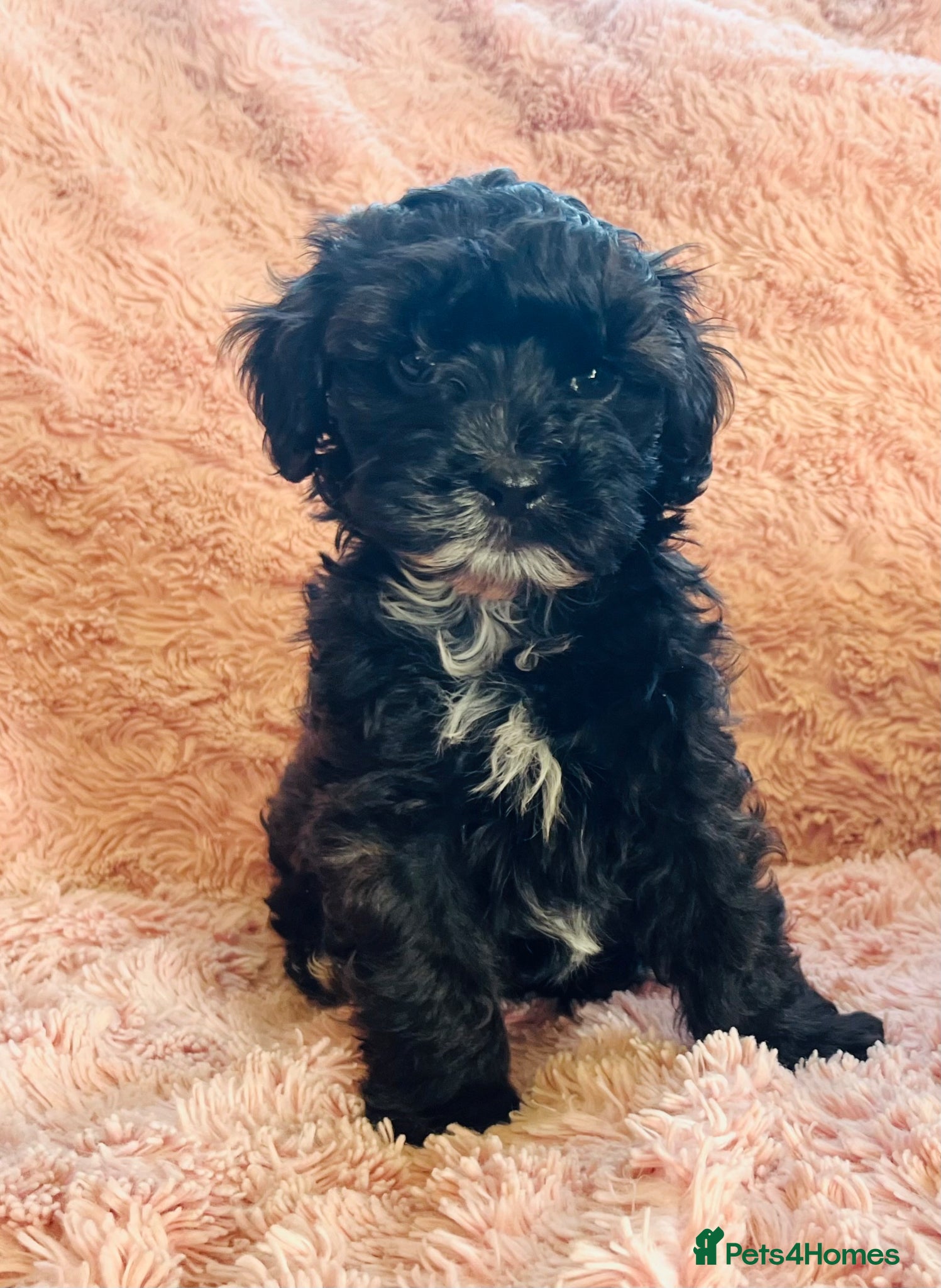 Shihpoo dogs Imperial shihtzu x toy poodle puppies   - Advert 7