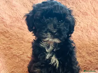 Shihpoo dogs Imperial shihtzu x toy poodle puppies - Advert 7