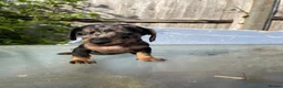 Dachshund dogs for sale: Stunning mini dachshunds  - Advert 6