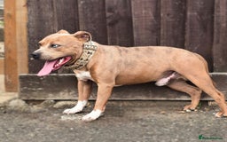 Staffordshire Bull Terrier dogs for stud: Blue Fawn Merle Stafford For Stud staffy staffie  - Image 3