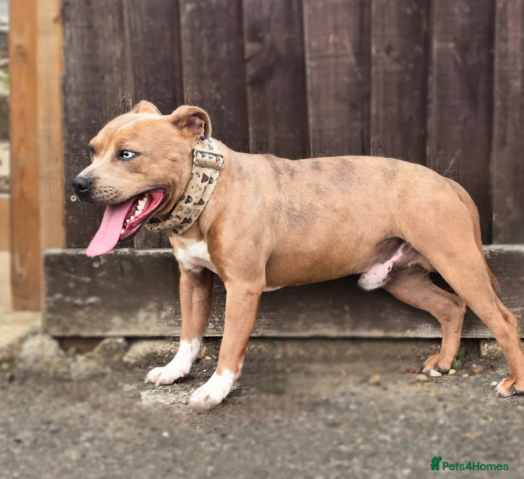 Staffordshire Bull Terrier dogs for stud: Blue Fawn Merle Stafford For Stud staffy staffie  - Advert 3