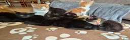 Mixed Breed cats for sale: Adorable kittens looking for forever homes 🏡  - Advert 2