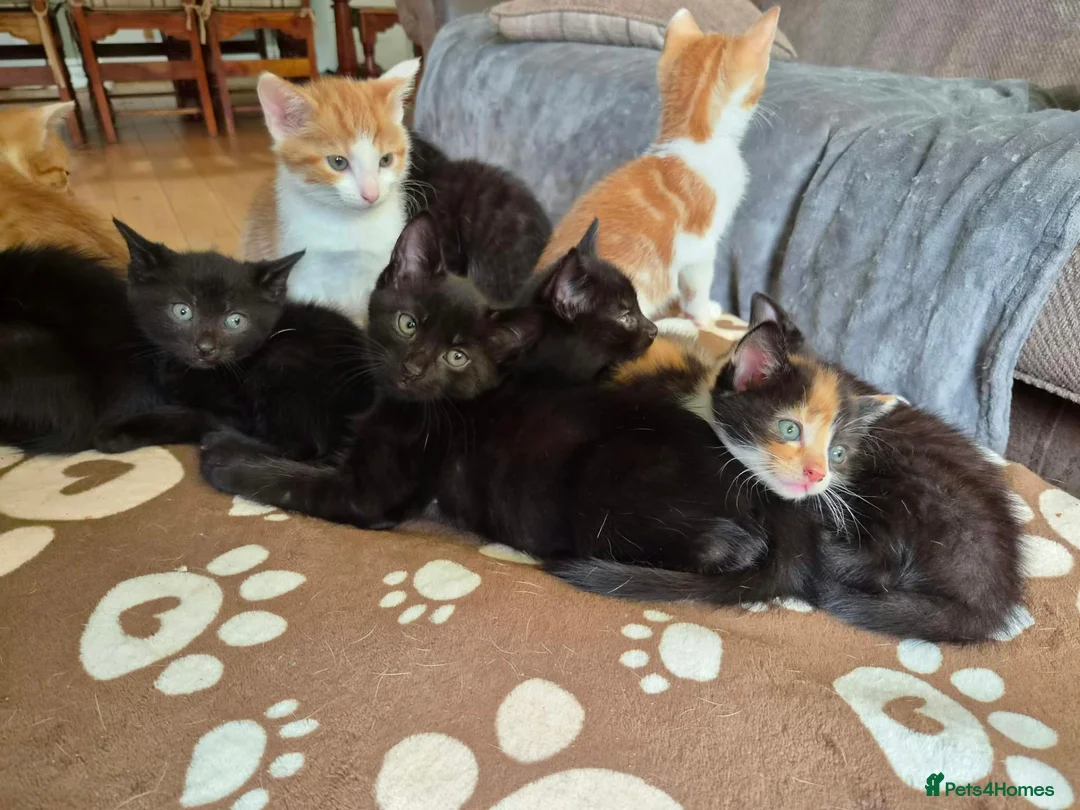 Mixed Breed cats for sale: Adorable kittens looking for forever homes 🏡  - Advert 2