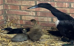 Ducks poultry for sale: Runner ducklings  - Image 2