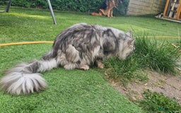 Maine Coon cats for sale: Kittens Maine Coon registered with Gccf  - Image 29