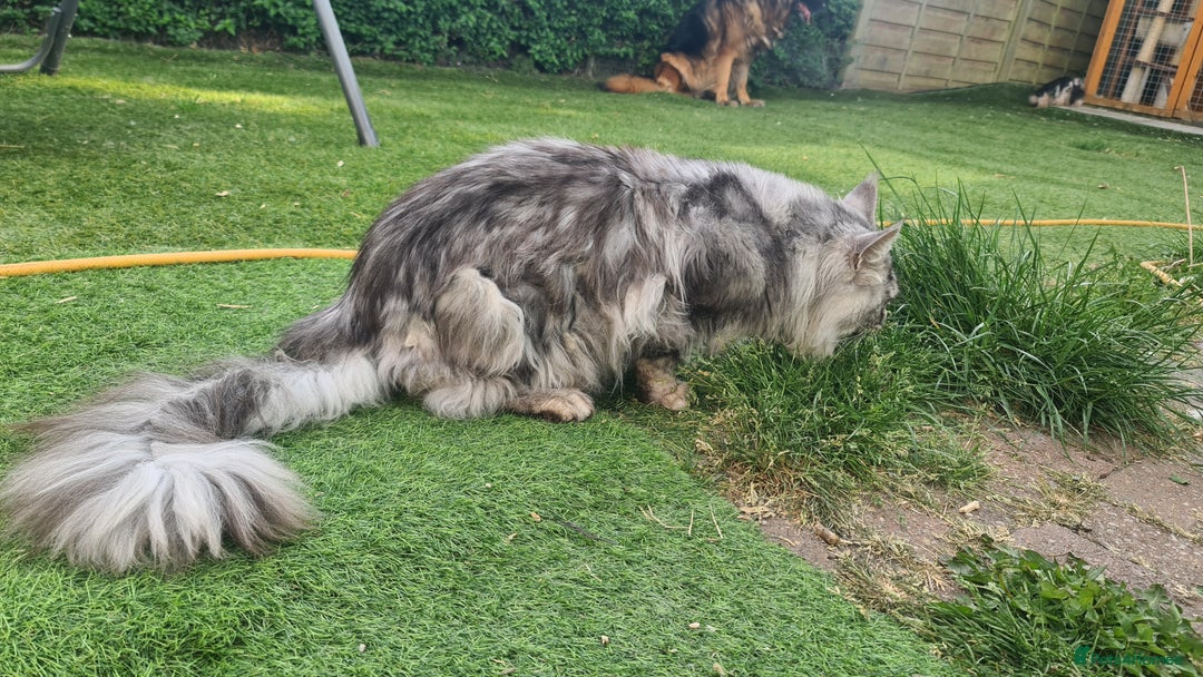 Maine Coon cats for sale: Kittens Maine Coon registered with Gccf  - Image 29