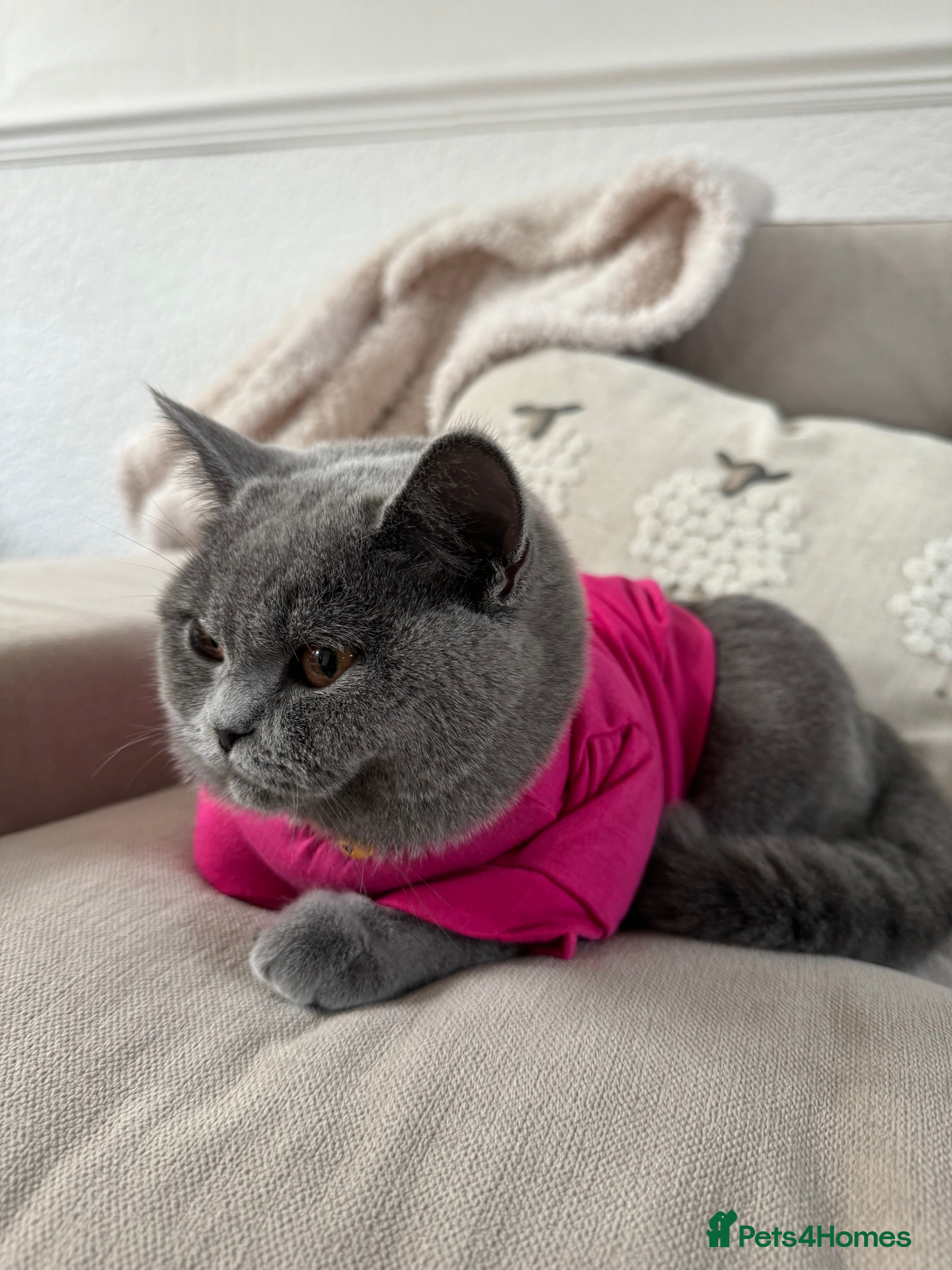 British Shorthair cats British shorthair  - Advert 7