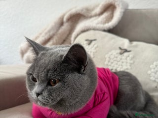 British Shorthair cats British shorthair - Advert 1