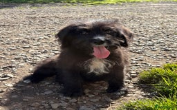 Mixed Breed dogs for sale: f1 St Berdoodle Pups - Image 17