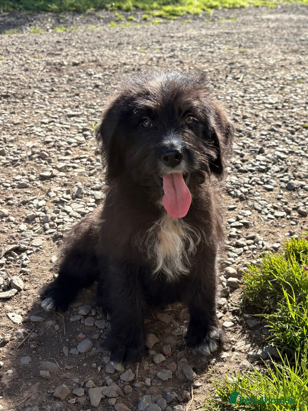 Mixed Breed dogs for sale: f1 St Berdoodle Pups - Image 17