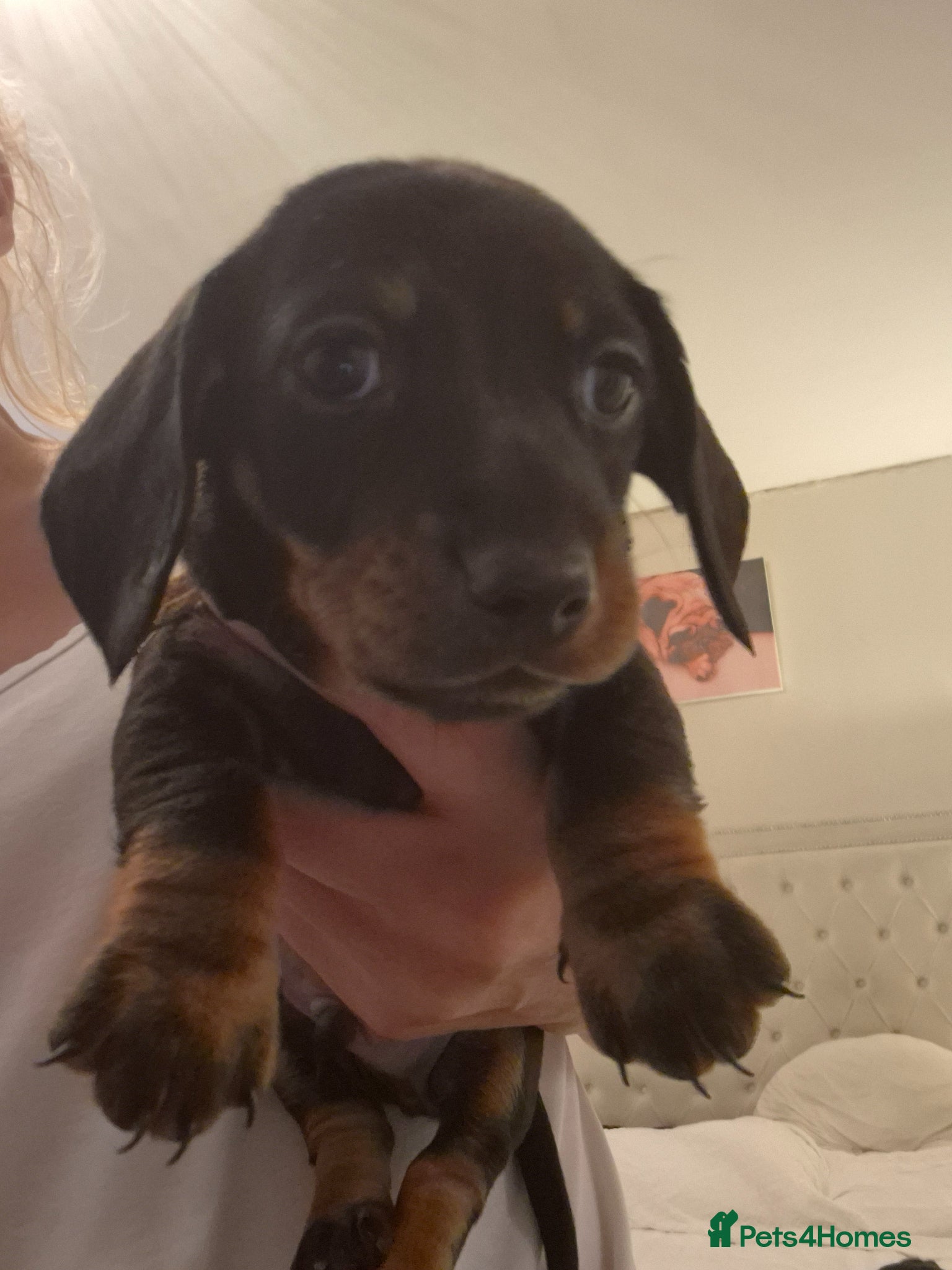 Miniature Dachshund dogs Gorgeous Miniature Dachshund puppies - Advert 17