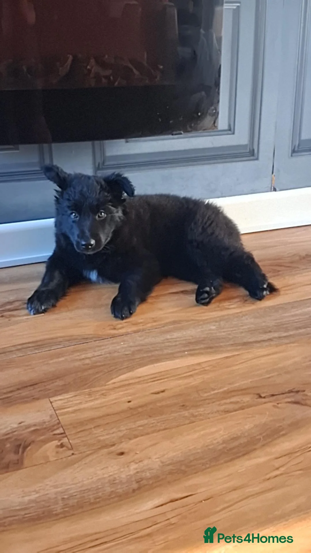 Mixed Breed dogs for sale: Border Collie x German Shepherd - Advert 1