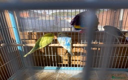 Budgerigars birds for sale: Budgies - Image 2