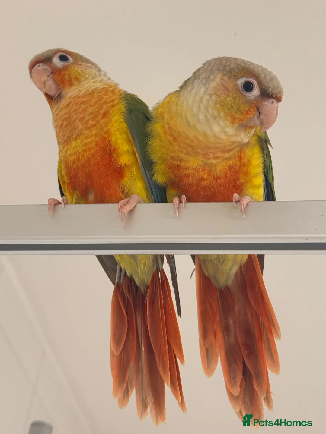 Conures birds for sale: Only Two Female Pineapple Conures Left, £350 Each - Advert 1