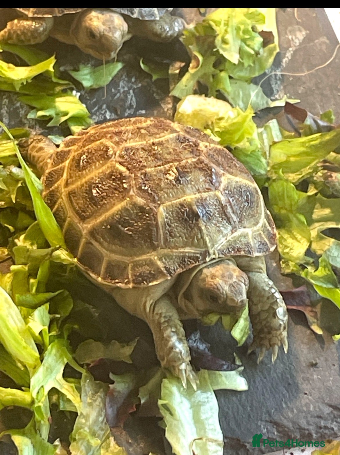 Tortoise reptiles Horsfield tortoises  - Advert 1