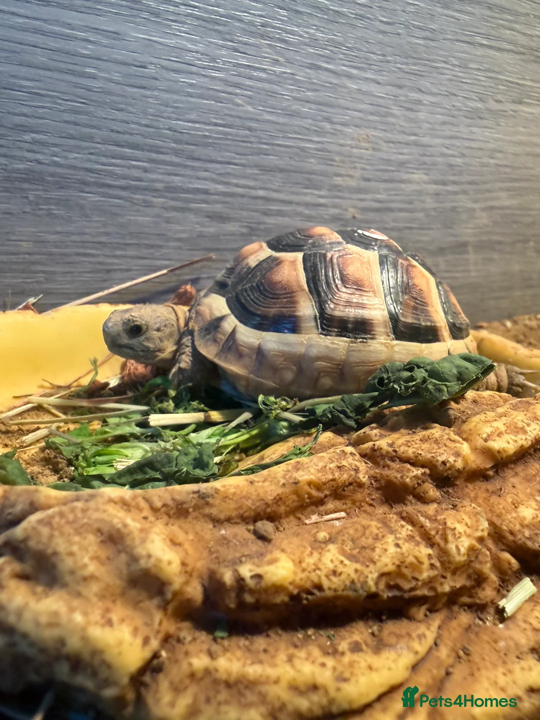 Tortoise reptiles for sale: 2x tortoises  in West Bromwich - Advert 1