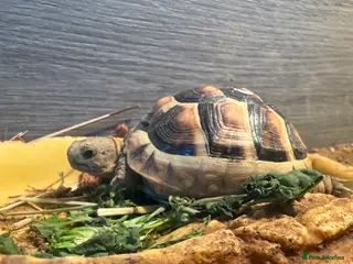 Tortoise reptiles 2x tortoises - Advert 1