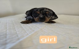 Dachshund dogs for sale: Beautiful dachshund babies  - Image 16