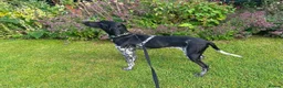 Pointer dogs for adoption: Oreo is looking for her forever home  in Humbie - Advert 5