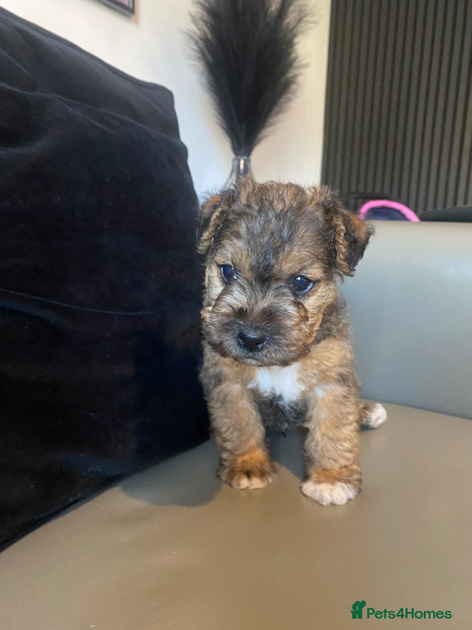 Lakeland Terrier dogs Lakeland terrier Puppys  - Advert 10