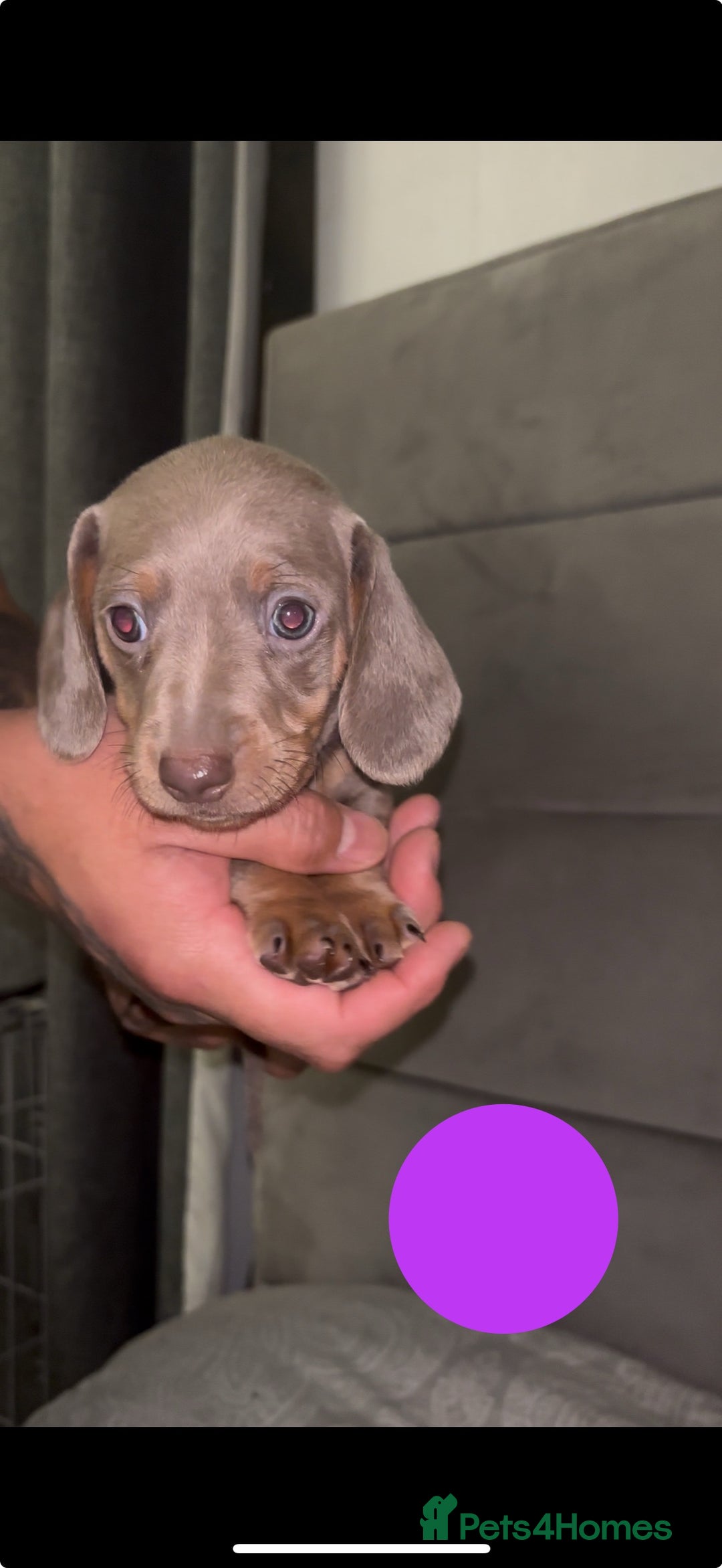 Miniature Dachshund dogs for sale: 5 Isabella & tan miniature dachshunds 🏡 - Advert 10