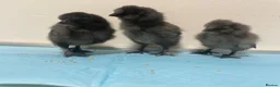 Chickens poultry for sale: Beautiful Bantam Silkie Chicks   - Advert 5