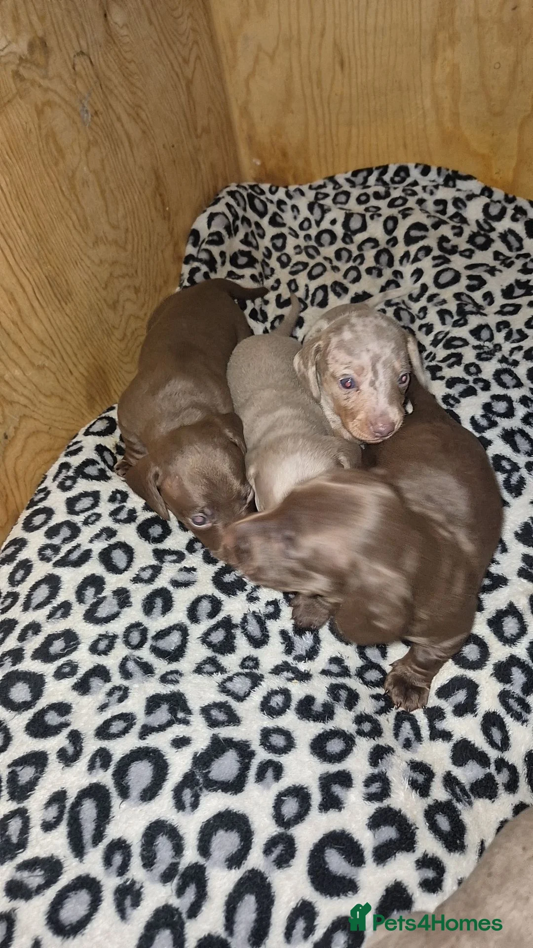 Miniature Dachshund dogs for sale: Mini Daschund  in Sheffield - Advert 2