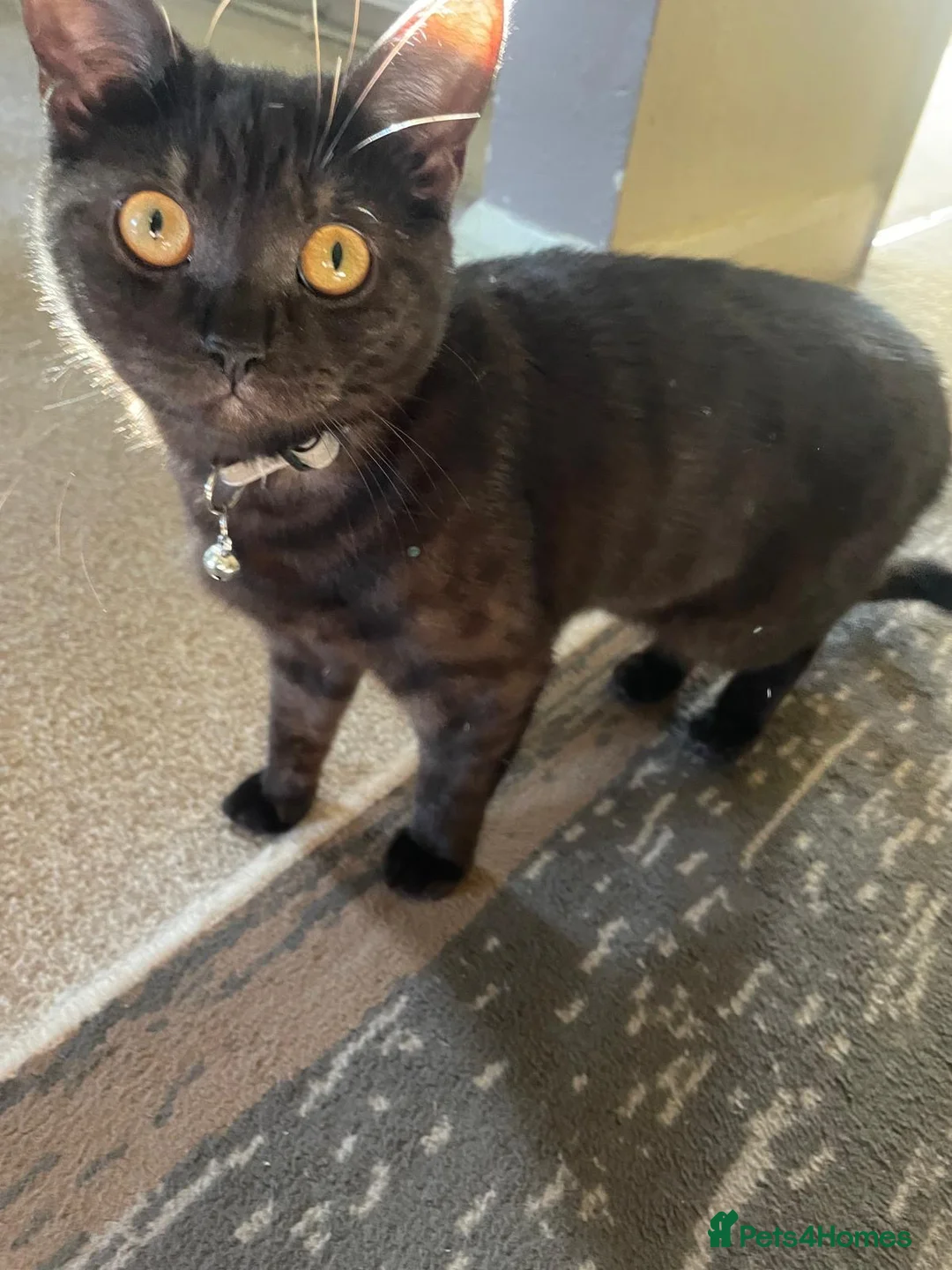 Domestic Shorthair cats for sale: Kitten for sale  in Leicester - Advert 3