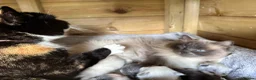 Ragdoll cats for sale: Gorgeous Ragdoll & British shorthair kittens  - Advert 2