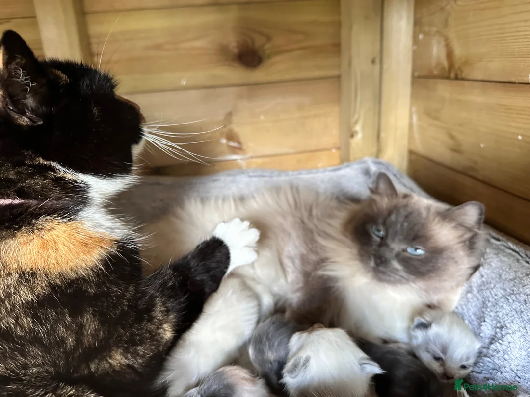 Ragdoll cats for sale: Gorgeous Ragdoll & British shorthair kittens  - Advert 2