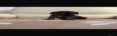 Cockapoo 4