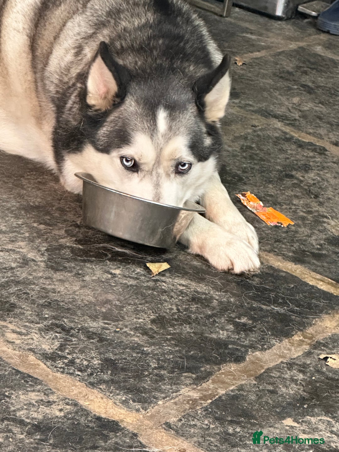 Siberian Husky dogs for sale: The name of the dog is Ice - Advert 5