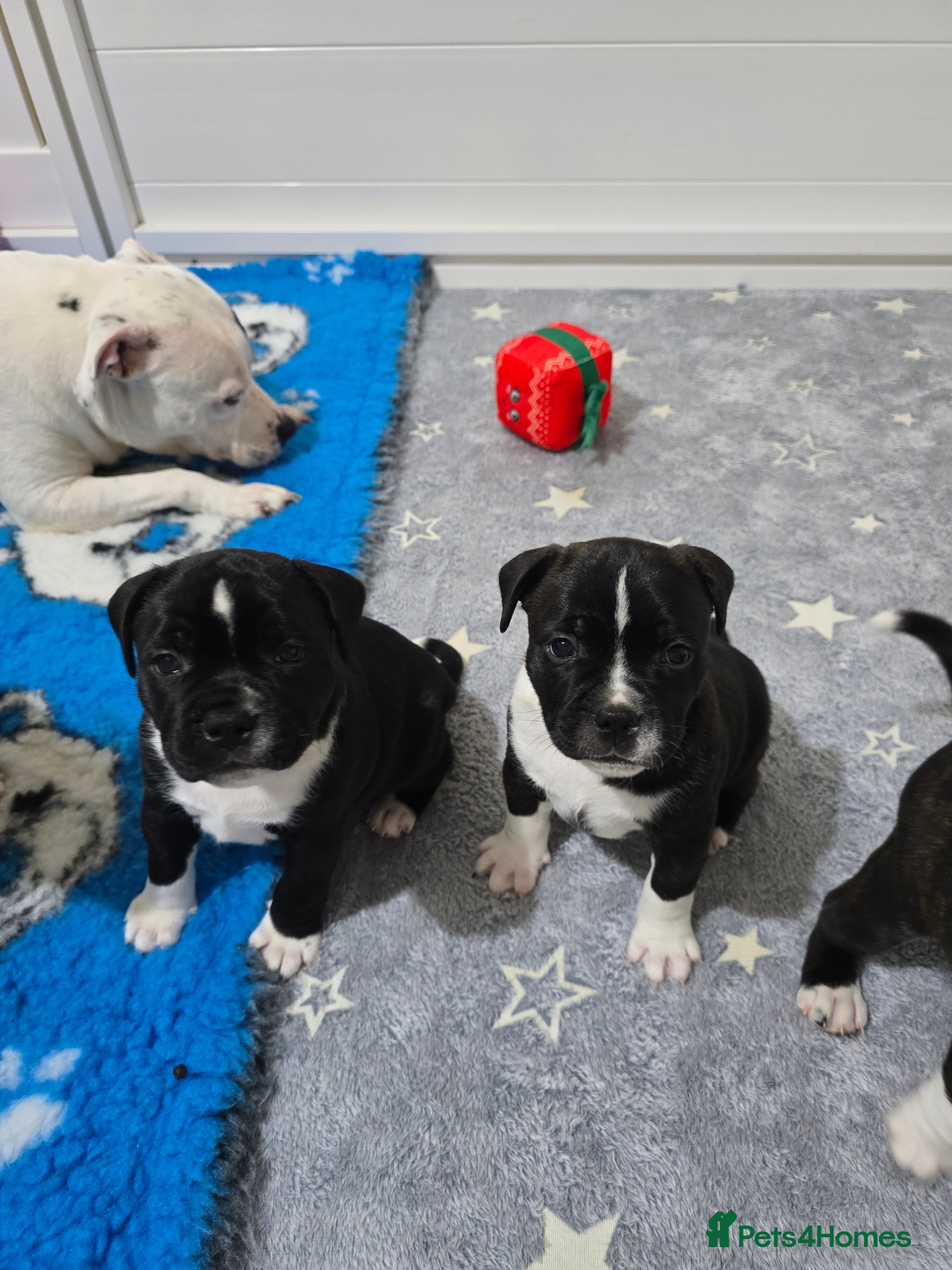 Staffordshire Bull Terrier dogs ✨️SBT puppies COI 2.5✨️ - Advert 13
