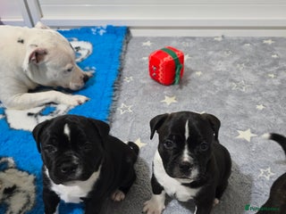 Staffordshire Bull Terrier dogs ✨️SBT puppies COI 2.5✨️ - Advert 13