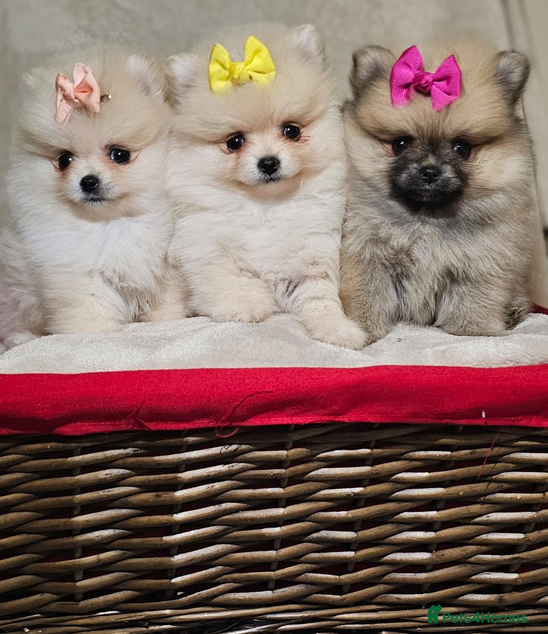 Pomeranian dogs for sale:  Pomeranian puppies ready now  - Image 4