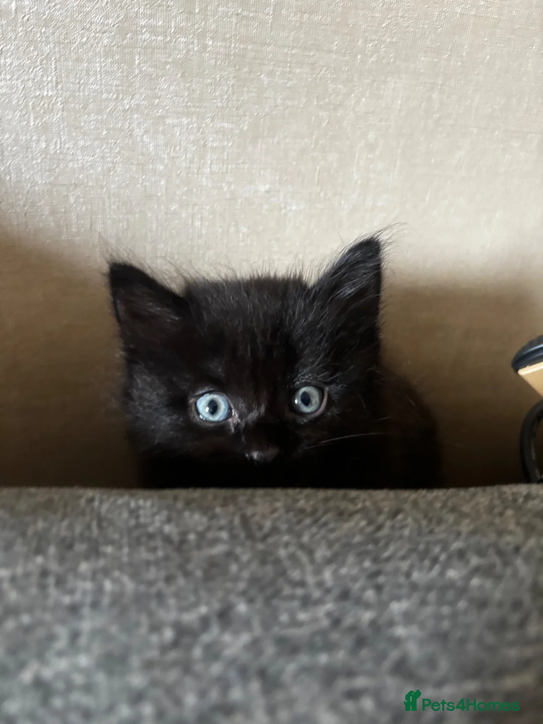 Mixed Breed cats for sale: Fluffy black boy left! in Bridgend - Advert 5