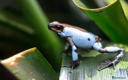 Frog reptiles for sale: Poison arrow frogs - fantastic frogs uk  - Image 19