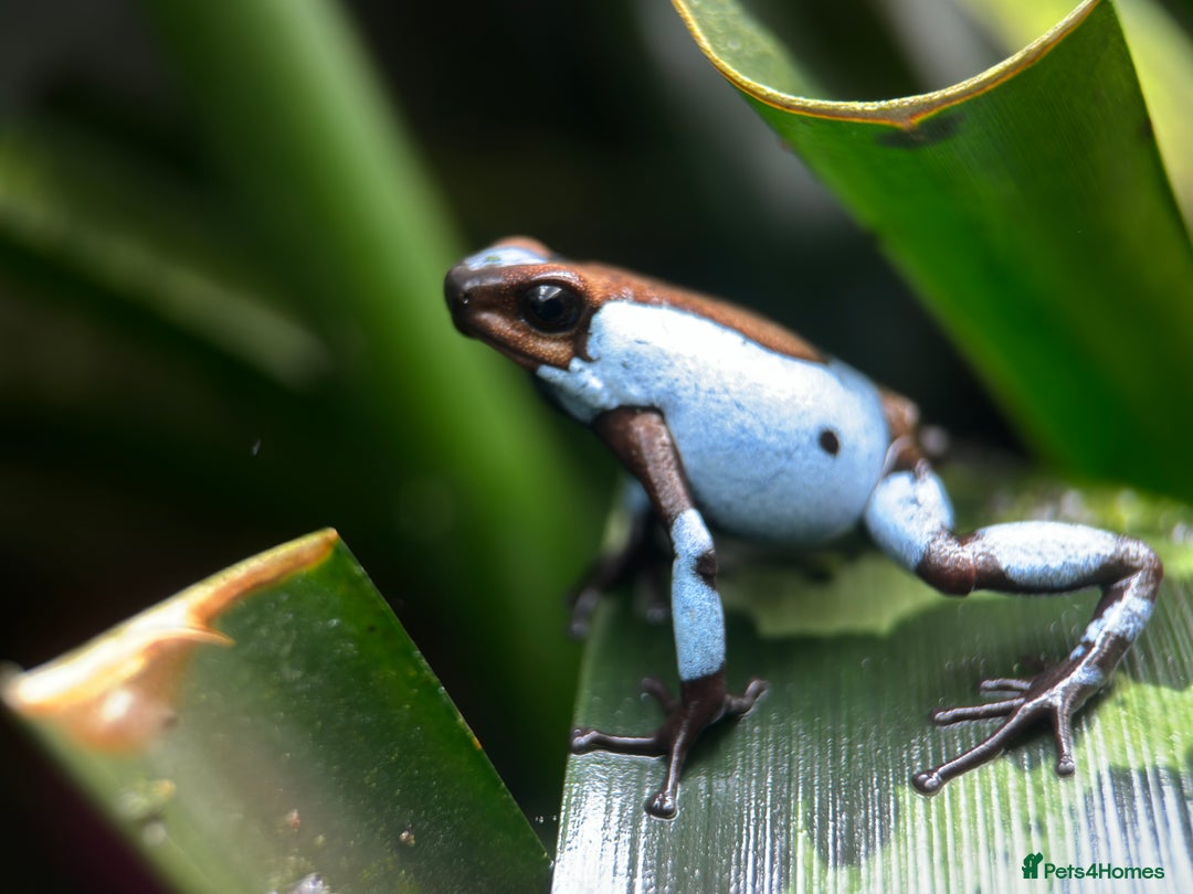 Frog reptiles for sale: Poison arrow frogs - fantastic frogs uk  - Image 19