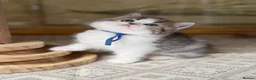 British Longhair cats for sale: TICA British Longhair Golden Girls – Ready Now - Advert 10