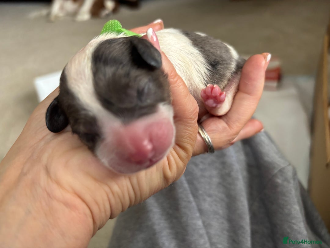 Cavapoo dogs for sale: 2 cavapoos left from a stunning litter - Image 2