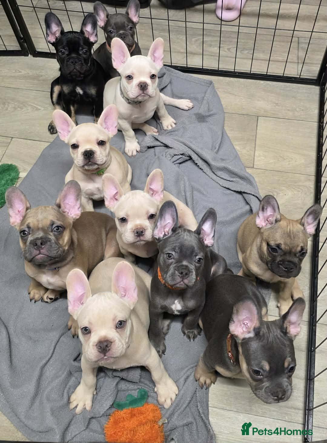 French Bulldog dogs Reduced French bulldog puppies - Advert 6