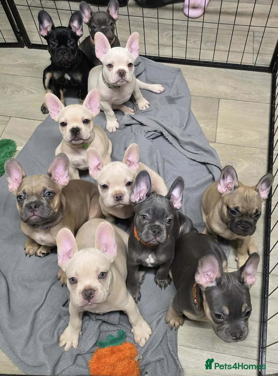 French Bulldog dogs for sale: Reduced French bulldog puppies - Advert 1