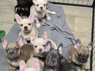 French Bulldog dogs Reduced French bulldog puppies - Advert 1