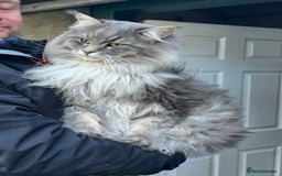 Maine Coon cats for sale: Purebred Maine Coon Male Kittens. Blue,Tabby,Black - Image 15