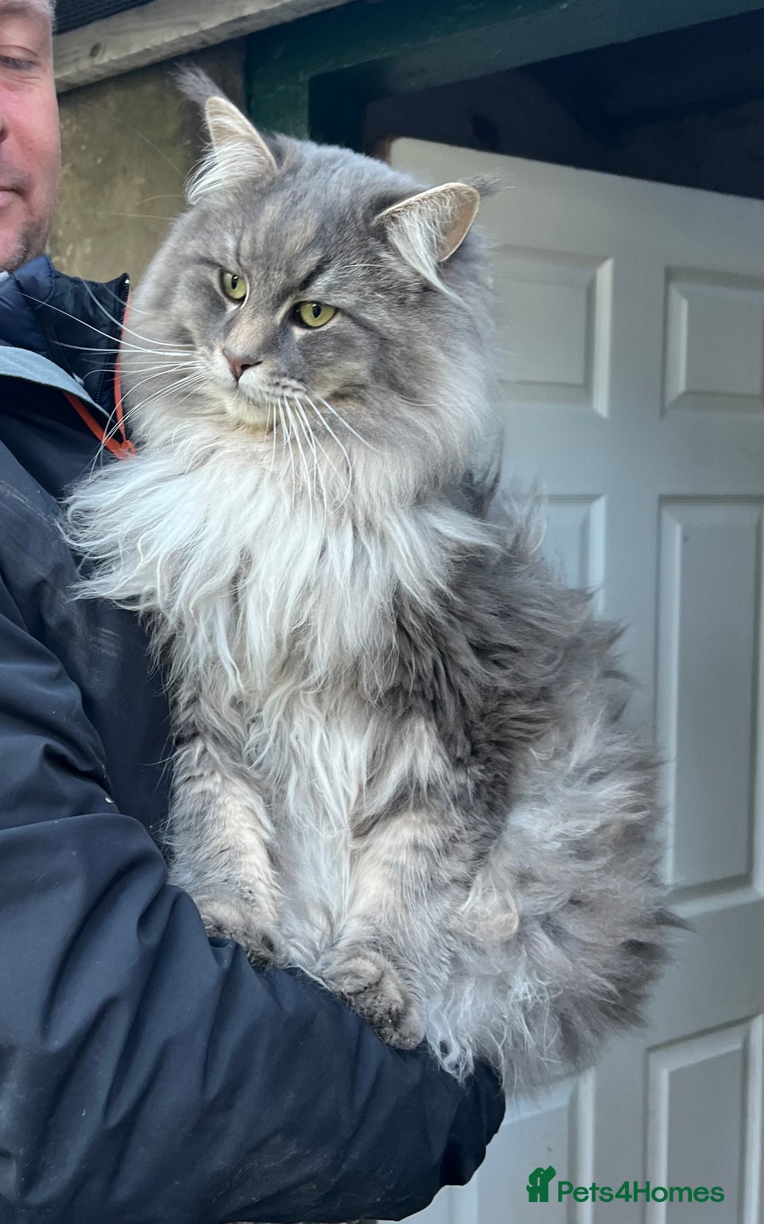 Maine Coon cats for sale: Purebred Maine Coon Male Kittens. Blue,Tabby,Black - Image 15