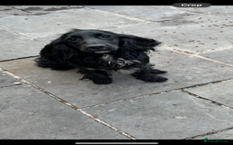 Cockapoo dogs for sale: Cockapoo puppies ready now  - Advert 3