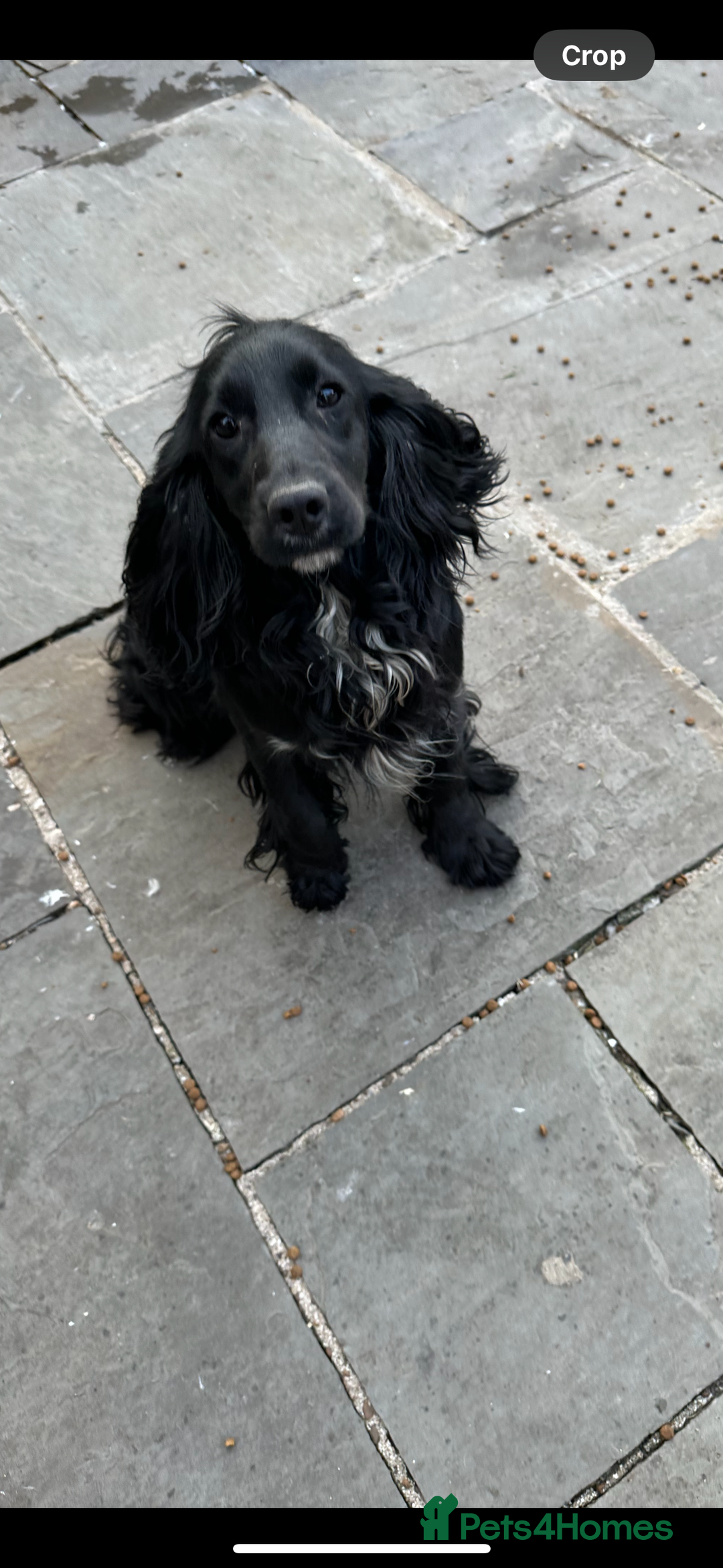 Cockapoo dogs for sale: Cockapoo puppies ready now  - Advert 3