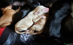Mixed Breed dogs for sale: Sprockerpoo puppies for sale - Advert 4